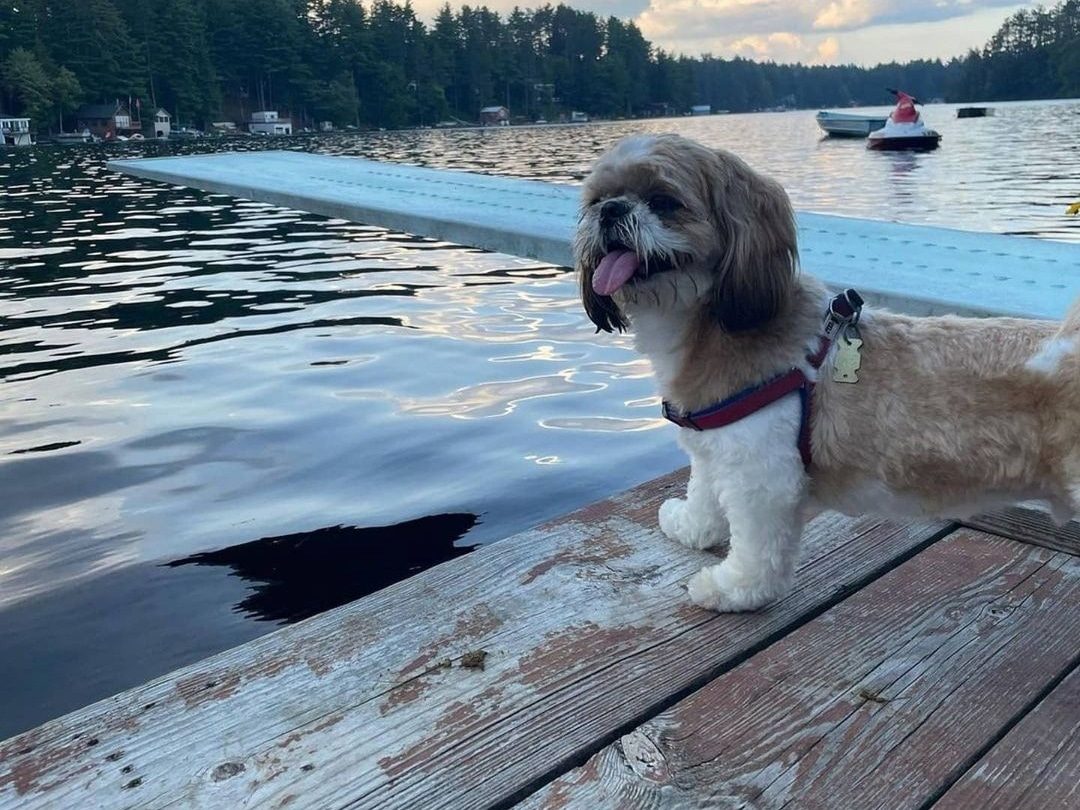 Dog sitting on the dock of a waterfront cabin rental, enjoying a lake vacation.
